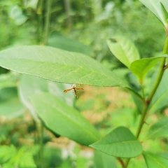 Stenodacma pyrrhodes