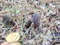 Chroogomphus rutilus