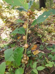 Disholcaspis quercusglobulus