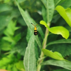 Nemophora paradisea