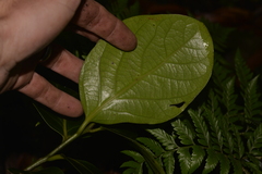 Cryptocarya gregsonii