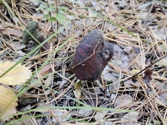 Chroogomphus rutilus