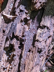 Helicogloea compressa