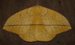 Lonomia