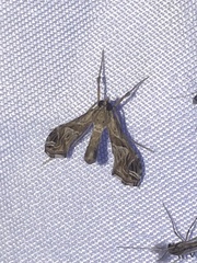 Lineodes