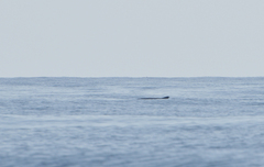 Kogia breviceps