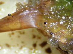 Collaria arcyrionema