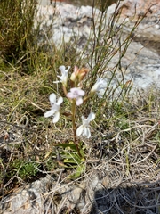 Disa sagittalis