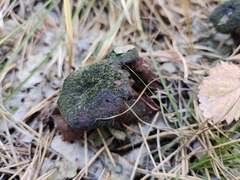 Chroogomphus rutilus