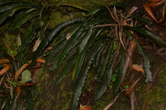 Blechnum patersonii