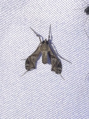 Lineodes