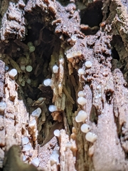 Helicogloea compressa