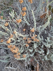 Helichrysum italicum