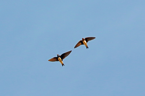 Sinaloa Martin (Progne sinaloae), photo 2