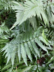 Dryopteris celsa