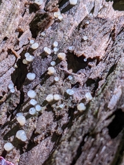 Helicogloea compressa