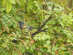 Diglossa caerulescens