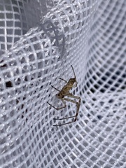 Argiope trifasciata