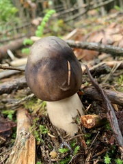 Amanita phalloides