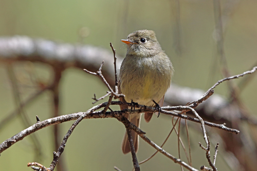 Pine Flycatcher (Empidonax affinis), photo 6