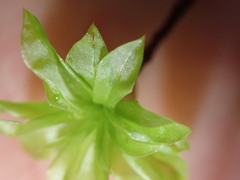 Rhodobryum roseum