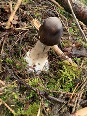Amanita phalloides
