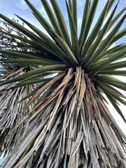 Yucca treculiana