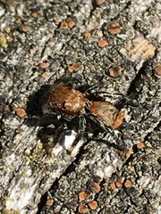 Phiale roburifoliata