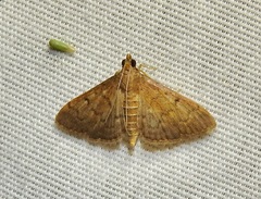 Herpetogramma phaeopteralis