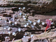 Helicogloea compressa