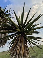 Yucca treculiana