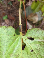 Neolasioptera vitinea