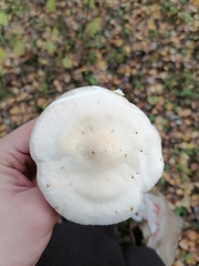 Infundibulicybe geotropa