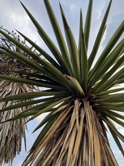 Yucca treculiana