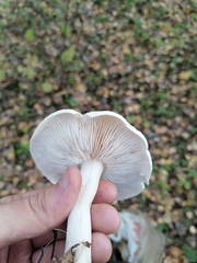 Infundibulicybe geotropa