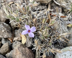 Phlox diffusa
