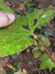 Neolasioptera vitinea