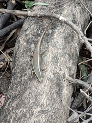Eutropis carinata