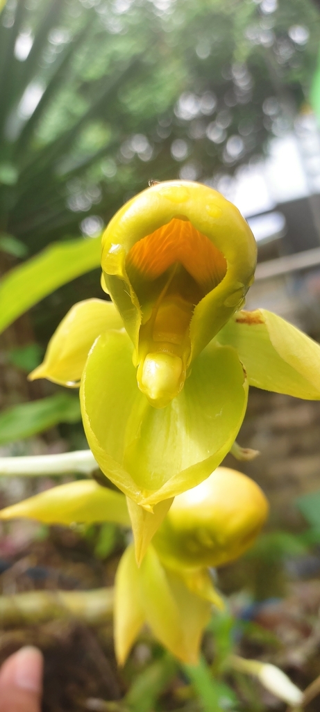 Catasetum viridiflavum