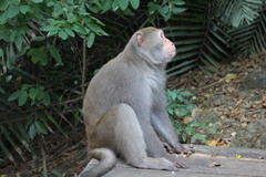 Macaca cyclopis