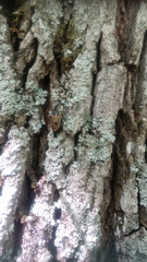 Dendroxena quadrimaculata