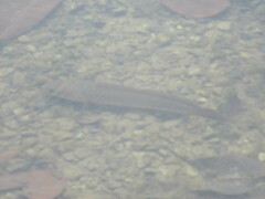 Channa striata