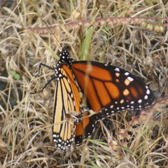 Danaus plexippus plexippus