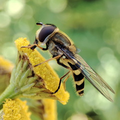 Syrphus vitripennis