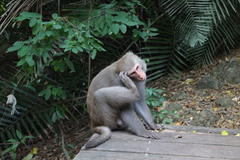 Macaca cyclopis