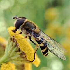 Syrphus vitripennis