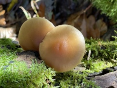 Galerina marginata