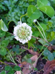 Trifolium repens repens