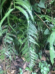 Asplenium wrightii