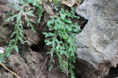 Selaginella repanda